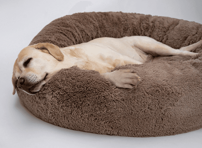 Pet Bed